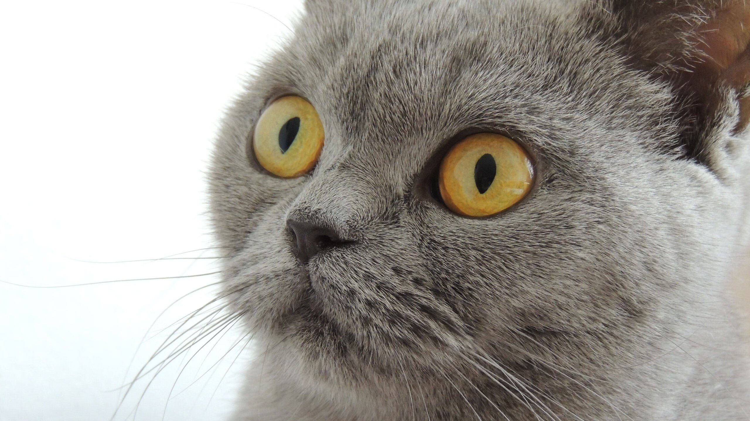 撕裂明尼苏达！布伦森节奏盛宴唤醒沉睡尼克斯