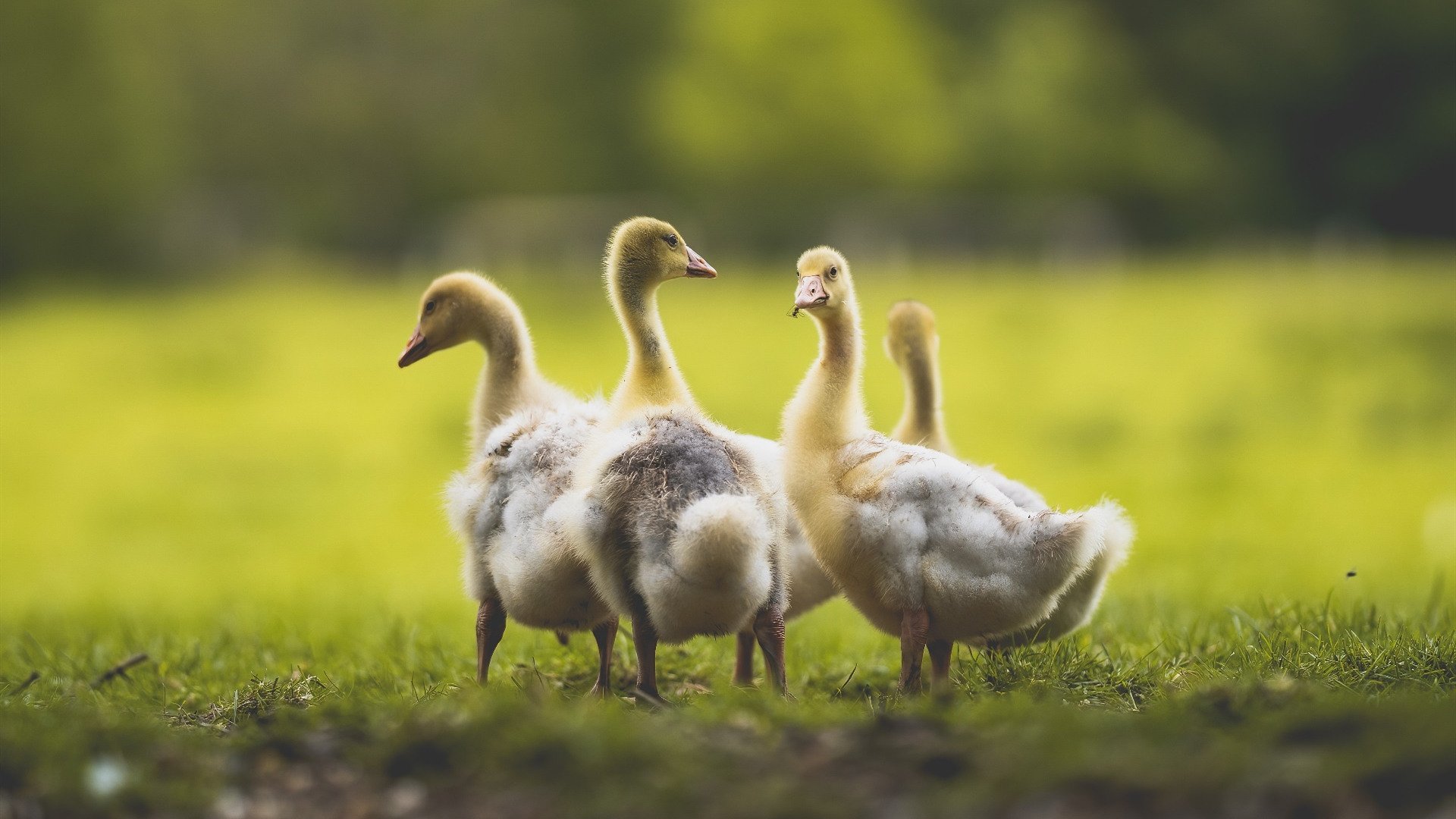 福克斯火力全开搅动西部,绿军铁蹄无情碾压东部格局—双线战报与赛季前瞻